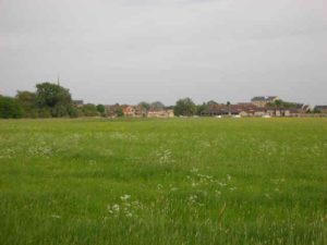 Dolphin Meadow
